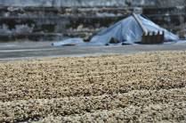 Secagem de café na finca Magdalena, na Isla Ometepe, no Lago de Nicarágua